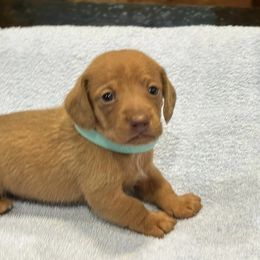 Dachshunds and Pugs from Spring Ridge Kennels