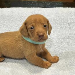 Dachshunds and Pugs from Spring Ridge Kennels