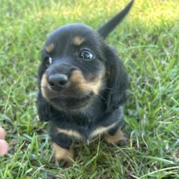 Boy 2 - Black and tan male Dachshund puppy in Buchanan, Georgia from Kiser Creek Dachshunds