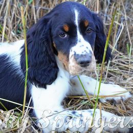 Male2 - Black white and tan male English Springer Spaniel puppy in Great Falls, Montana from Big Sky Springers