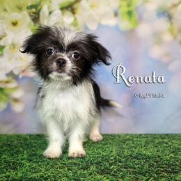 Renata - Black female Mi-Ki puppy in Elizabeth, Colorado from Royal T Mi-Kis
