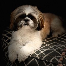 Shih Tzus from G & C House of Royal Queens and Kings