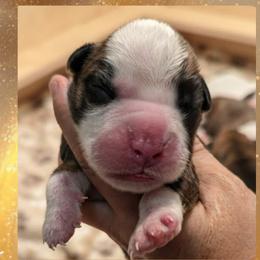 Fawn boy 1 - Fawn male Boxer puppy in Red Boiling Springs, Tennessee from Silver Rain