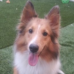 Shetland Sheepdogs from K&A Shetlands Sheepdog's