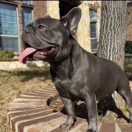 Amelia - French Bulldog