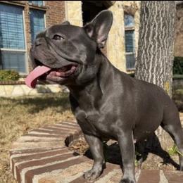 Amelia - French Bulldog