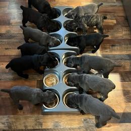 Cane Corso Puppies from Nuovo Inizi Kennels