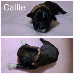 Callie - Black female Lhasa Apso puppy in Cincinnati, Ohio from Shangri-La Lhasa Apsos