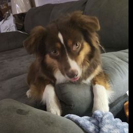 Puppup - Miniature American Shepherd