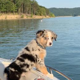 Australian Shepherds from CK Aussies