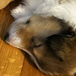 Collies from Kimberly Robillard