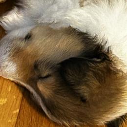 Collies from Kimberly Robillard