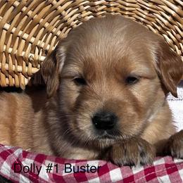 1 Buster - Golden male Golden Retriever puppy in Kuna, Idaho from Golden Kisses Golden Retrievers