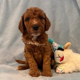AKC Boy 1 - Red  male Poodle puppy in Southwest Ranches, Florida from Herringbone ‘s Poodles