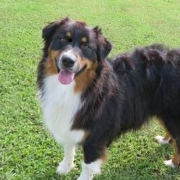Bristol - Australian Shepherd