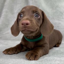 Male - Chocolate male Dachshund puppy in Birmingham, Alabama from LongBottomDachshunds