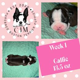 Callie - Black and white female Boston Terrier puppy in Jupiter, Florida from CJM Boston and Boxer Puppies