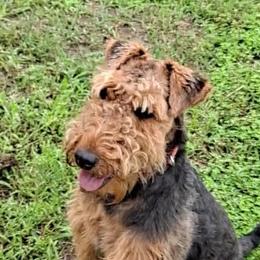 Toppy - Welsh Terrier