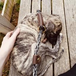 Whippet Puppies from Smithfield Park