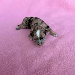 Hope - Blue merle female Aussiedoodle puppy in Jacksonville, Florida from Autumn's Aussies