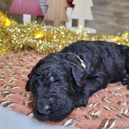 Rick - Black male Goldendoodle puppy in Woodburn, Indiana from DNLS Doodle Puppies