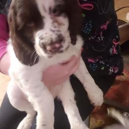 English Springer Spaniel Puppies from Exploding Feathers