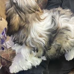 Shih Tzu Puppies from Willow Lane Shih Tzus