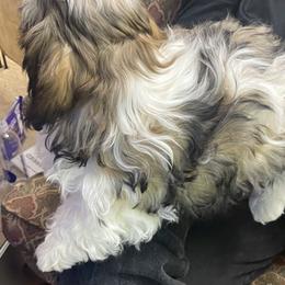 Shih Tzu Puppies from Willow Lane Shih Tzus