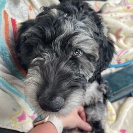 Gray Boy - Blue merle Aussiedoodle puppy in Maryland from Alexander Oodles of Doodles