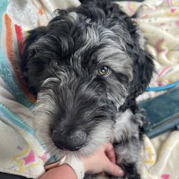 Gray Boy - Blue merle Aussiedoodle puppy in Maryland from Alexander Oodles of Doodles