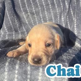 Chai - Yellow female Labrador Retriever puppy in Lucasville, Ohio from Backwoods Labradors