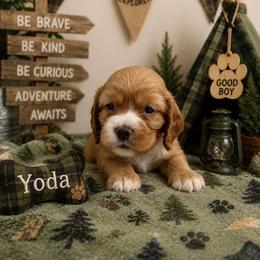 Yoda red male - Red male Cocker Spaniel puppy in Howe, Indiana from A&J Kennel