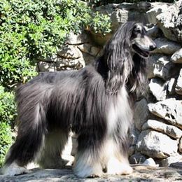 Afghan Hounds from Bakura Afghans