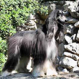 Afghan Hounds from Bakura Afghans
