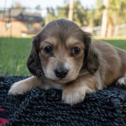Ham - Cream female Dachshund puppy in Perry, Florida from EntityDachs