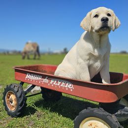 Labrador Retriever Puppies from Eternity Labradors