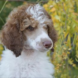 Zion - Sable male Poodle puppy in Orem, Utah from First Class Poodles