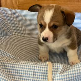 Raj-white - Sable male Pembroke Welsh Corgi puppy in New Richmond, Wisconsin from 10 Mile Creek Farms
