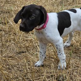 Running with Old Faithful aka Faith - Liver and white female German Shorthaired Pointer puppy in La Porte, Indiana from T Double H German Shorthaired Pointers