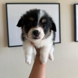 Liberty - Black and tan female Pembroke Welsh Corgi puppy in Red Bluff, California from Wilder Ranch Corgis