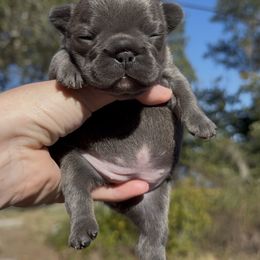 Blue Brindle Girl (Sansa - Meeko) - Brindle female French Bulldog puppy in Gulf Breeze, Florida from SW Frenchies
