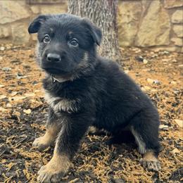 German Shepherd Puppies from Liberty Shepherds