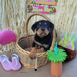 Rottweiler Puppies from C & J Rottweilers