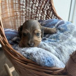 Boo - Dapple male Dachshund puppy in Pontotoc, Mississippi from Toddy Kennels