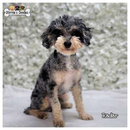 Radar - Poodle