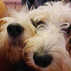 Grand Basset Griffon Vendeens from Straylight GBGV