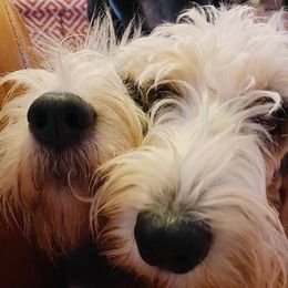 Grand Basset Griffon Vendeens from Straylight GBGV