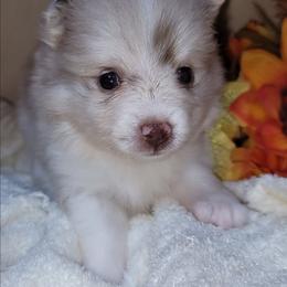 Charlie - Chocolate merle female Pomeranian puppy in Garvin, Oklahoma from Hochatown Awesome Aussies