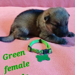 Green Collar Sable Female - German Shepherd puppy from TiPi S Ranch's German Shepherds