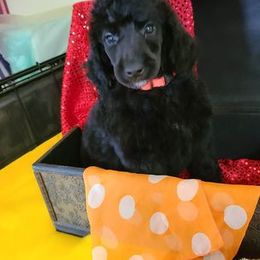 Poodle Puppies from My Buddies Puppies